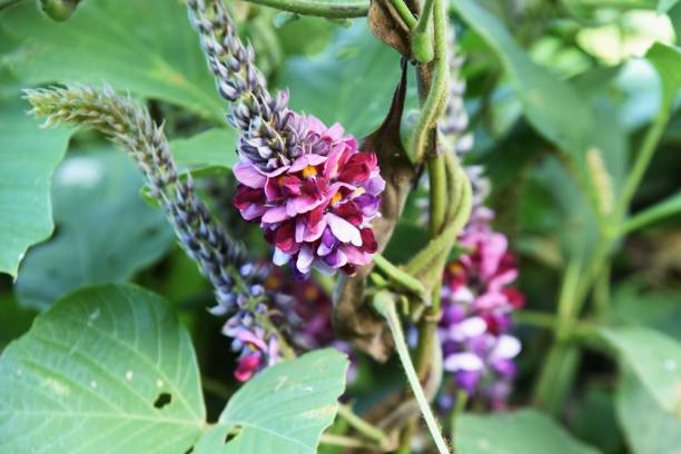 material de flores de temporada japonesas. flores de kudzu-vine (arrurruz japonés). - kudzu fotografías e imágenes de stock