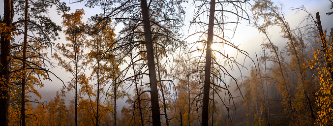 Autumn forest in the morning fog, natural light, panoramic view