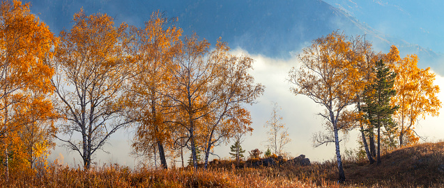 Autumn panoramic view, indian summer. Yellow trees and fog over the valley.