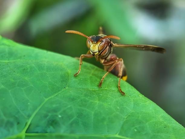 istock The little wasp on the leaf 1422937886