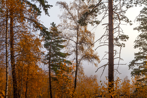 Forest of trees on Vancovuer Island, Canada