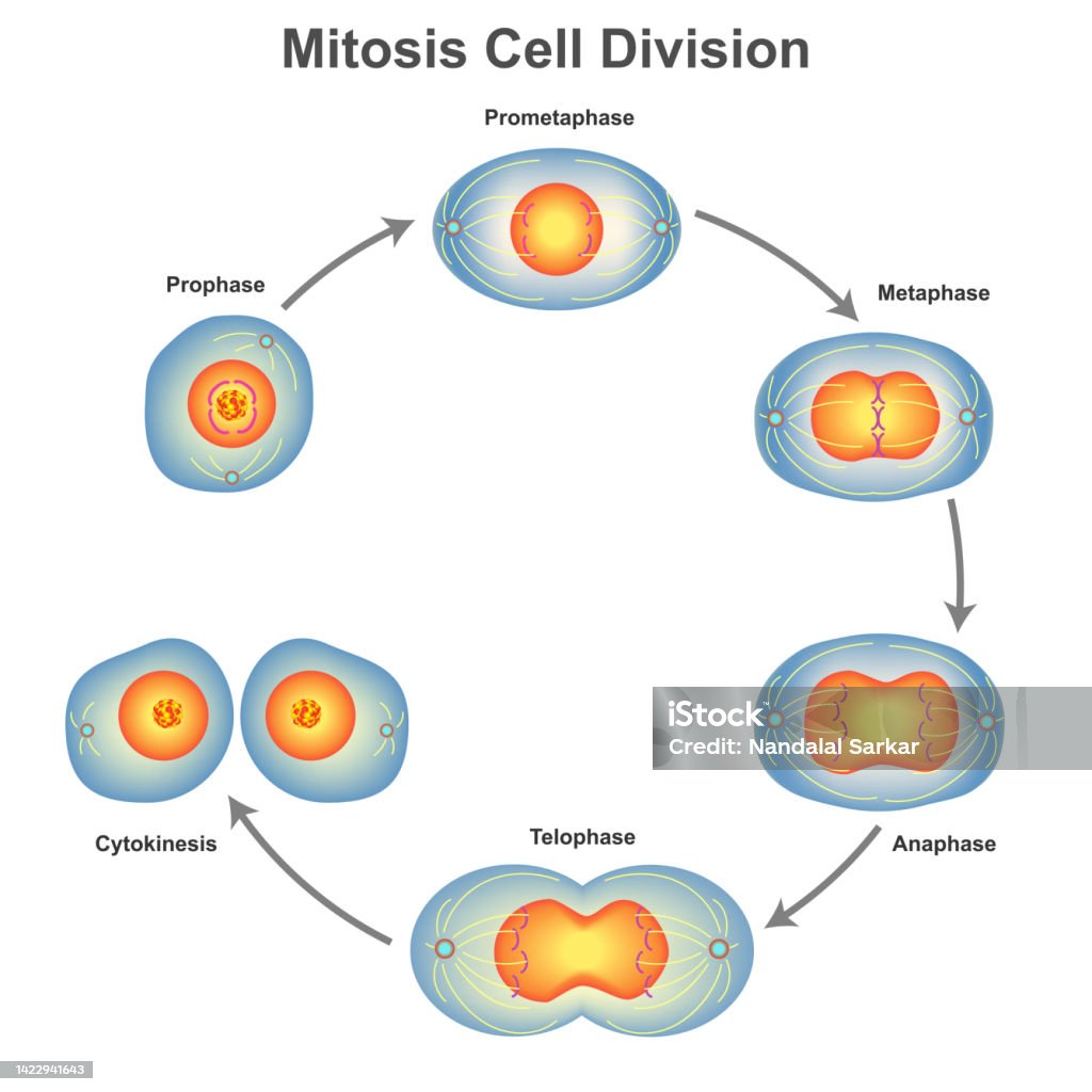 Podział komórek mitozy w biologii ilustracja wektorowa - Grafika wektorowa royalty-free (Mitoza)