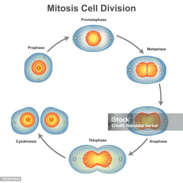 Podział Komórek Mitozy W Biologii Ilustracja Wektorowa - Stockowe grafiki wektorowe i więcej obrazów Mitoza