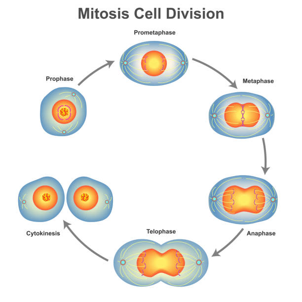 ilustrações, clipart, desenhos animados e ícones de divisão celular mitose na ilustração vetorial de biologia - mitose