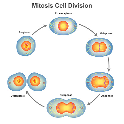 Animal cell mitosis illustration with chromosomes. Vector illustration of Mitosis phases Cell division Scientific Designing of Mitosis Phases Cell Division.