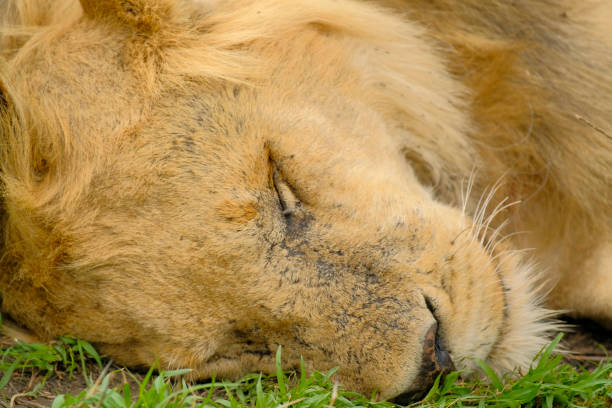 istock Close-up of the muzzle of a sleeping lion with closed eyes. 1422941818