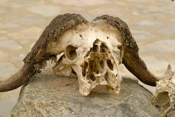 Animal skeleton