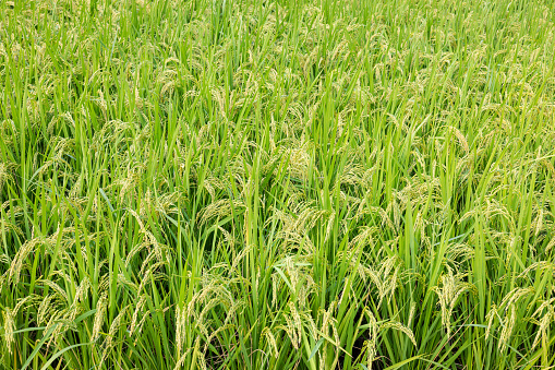 Green ears in rice fields
