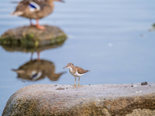 istock Common sandpiper, Actitis hypoleucos, resting lake shore under raindrops. 1422944501