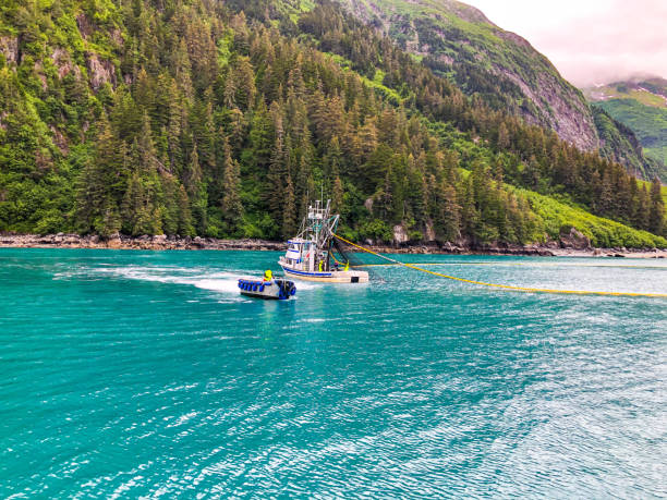 July 9, 2020 Prince William Sound, Alaska.  The fishing season is just opening up for the the Prince William Sound.  Boats prepare and cast out there nets for the pink salmon that make their way into this area.  Fisherman are hoping for a successful harvest with nets full of the famous Alaskan Salmon that will make its way to the markets across the world. The Bearing Star makes for a beautiful scene against the waters of Alaska