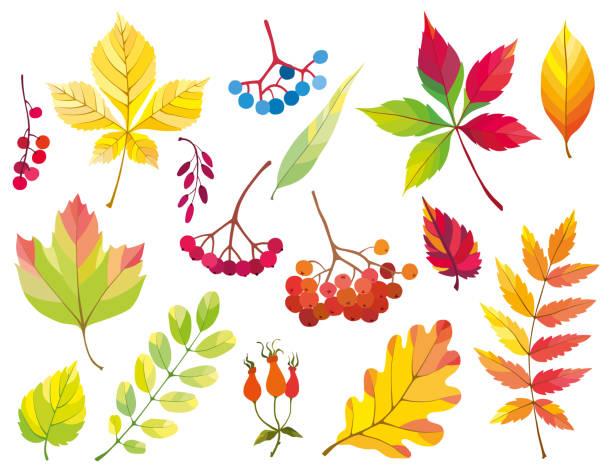 herbst blätter und beeren - vogelbeere stock-grafiken, -clipart, -cartoons und -symbole