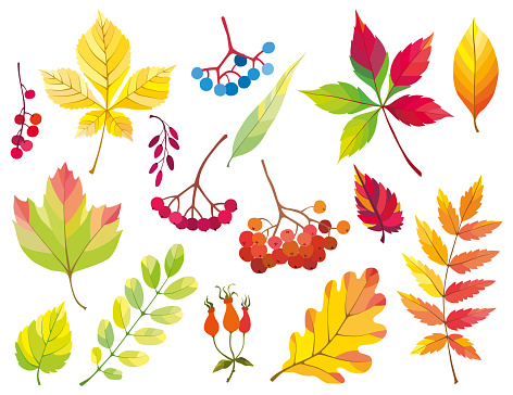 Vector set of autumn leaves and berries