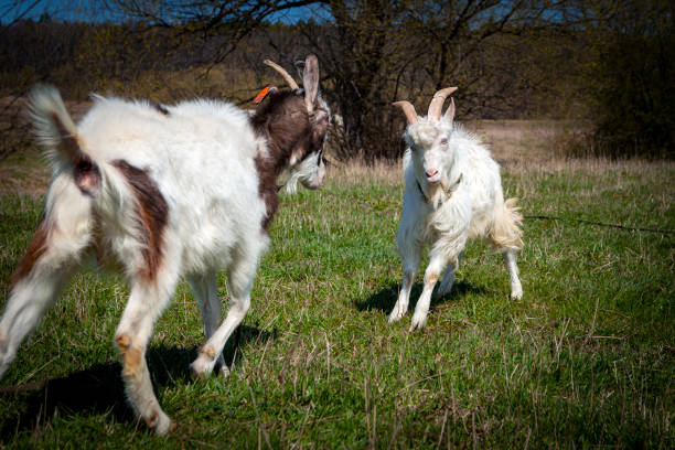 istock The goats are playing in the meadow. 1422954357