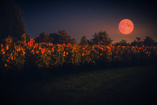 Harvest moon over scenic landscape of sunflower fields at twilight with full moon rising with room for copy, dreamlike and calm nature photography concepts
