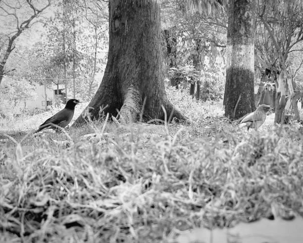 istock Sparrow bird on the green grass 1422957898