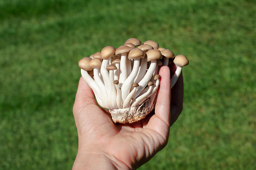 Boletus Mushroom Age