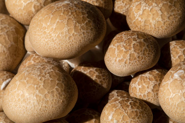 istock Brown Beech mushroom caps closeup 1422958075