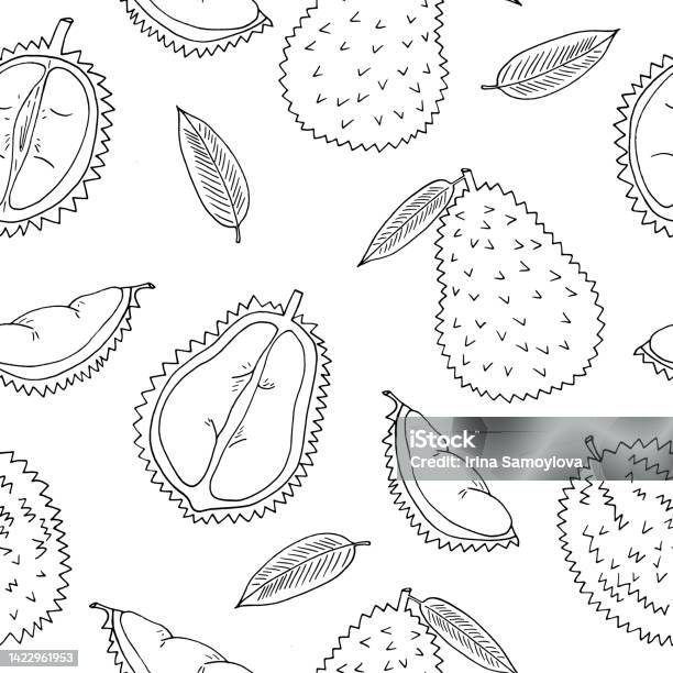 Durian Pattern Drawing Durian Fruit Seamless Pattern Hand Drawn In Doodle Style Wrapping Paper ...