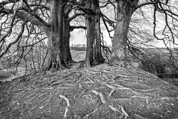 Tolkien's trees at Avebury, England