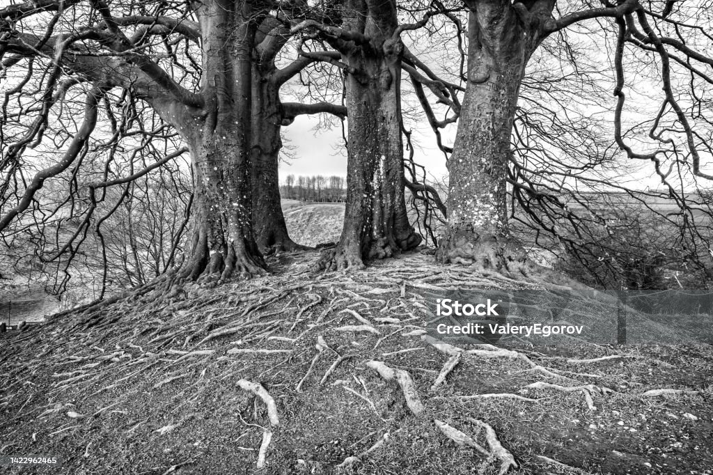 Tolkien's trees at Avebury, England Trees that inspired J. R. R. Tolkien's 'walking trees' in The Lord of the Rings Avebury Stock Photo
