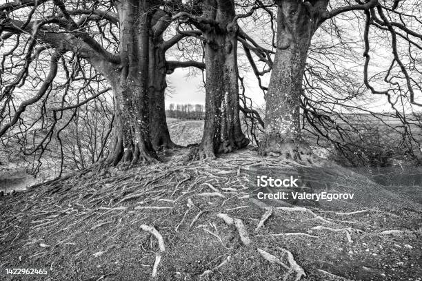 Tolkiens Trees At Avebury England Stock Photo - Download Image Now - Avebury, Beech Tree, Black And White
