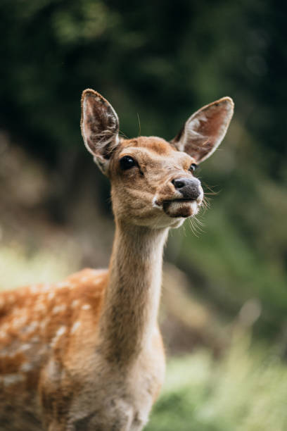 A portrait of young beautiful deer in the wild nature. Animal theme. Wild life
