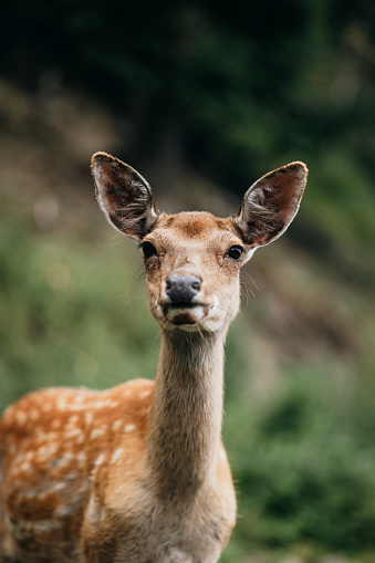 A portrait of a  beautiful deer is looking at the camera in the wild