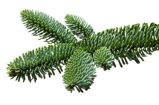 Fir tree branch to hang a Christmas ball isolated on white background.