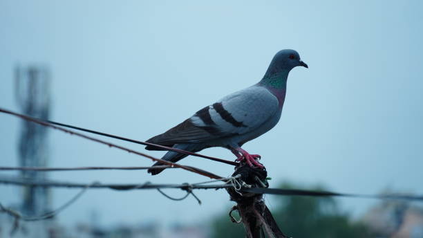 istock cute pigeon sitting on a rope 1422963459