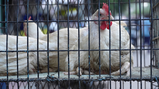 selective focus on cage with cock image
