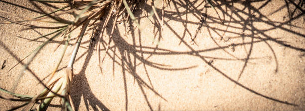 papier peint d’herbe à aiguilles sauvages sèches. sol de savane. jaune beige vert pâle mat style sépia. sécheresse soleil jour jour. arrière-plan abstrait vraie nature de la photo. bannière, plus de lumière rouge de ton en stock - abstract textured textured effect real estate photos et images de collection