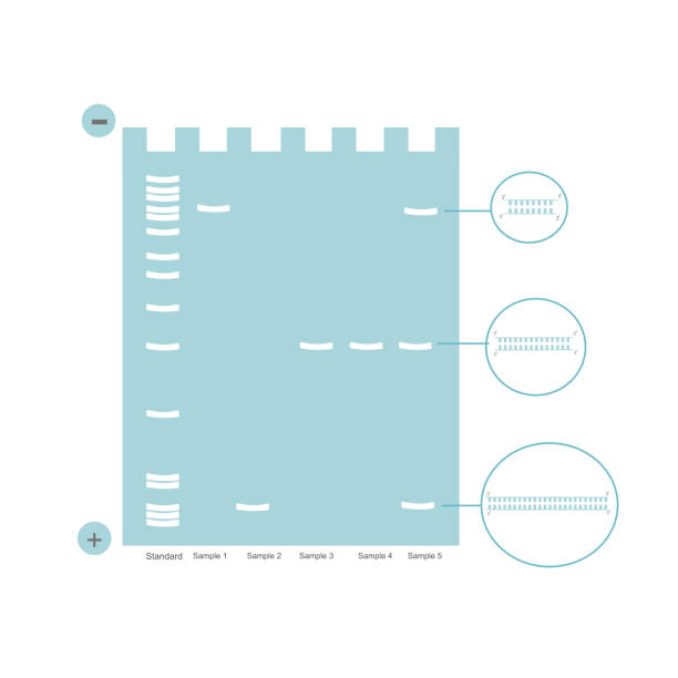 illustrations, cliparts, dessins animés et icônes de la technique d’électrophorèse sur gel qui a séparé les différentes tailles de molécules d’adn sur le gel d’agarose. - agarose