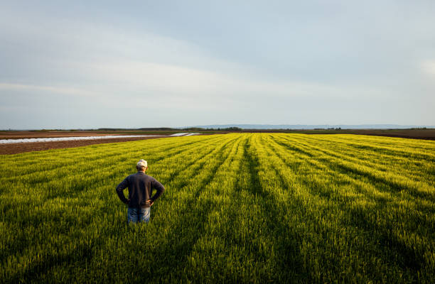 Rear view of senior farmer standing in barley field examining crop. stock photo