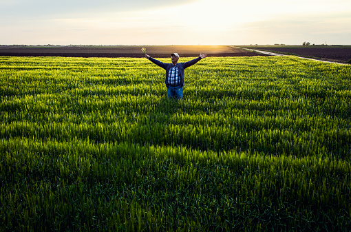 Senior farmer standing in barley field with his outstretched arms at sunset.