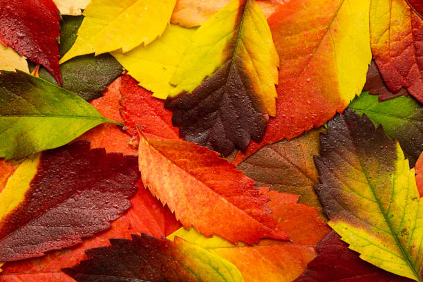 istock Wet autumn coloured leaves background. Fall leaves with raindrop. 1422970141