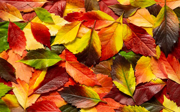 istock Wet autumn coloured leaves background. Fall leaves with raindrop. 1422970174