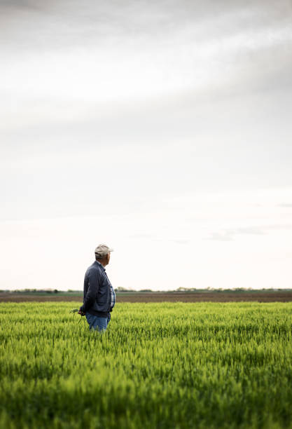 istock Senior farmer standing in barley field examining crop. 1422970197
