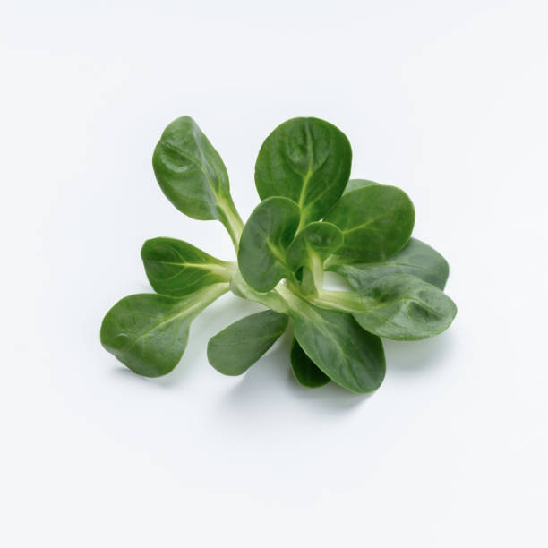 istock Corn Salad Leaves isolated on white background. 1422971054