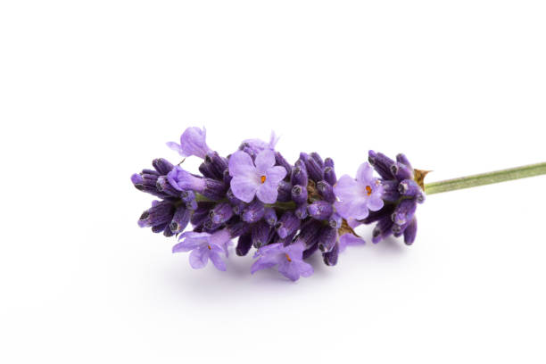 istock Lavender flowers on a white background. 1422971634