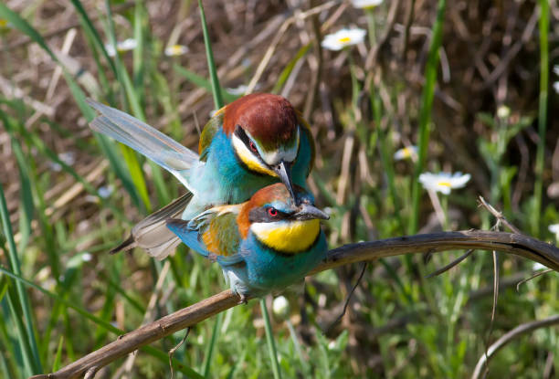 istock European bee-eater, merops apiaster. Birds have mating season 1422971742