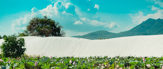 BANNER summer sun day nature landscape for background wallpaper. White sand dune, blue sky cumulus clouds fluffy, lotus pond foreground, mountains.