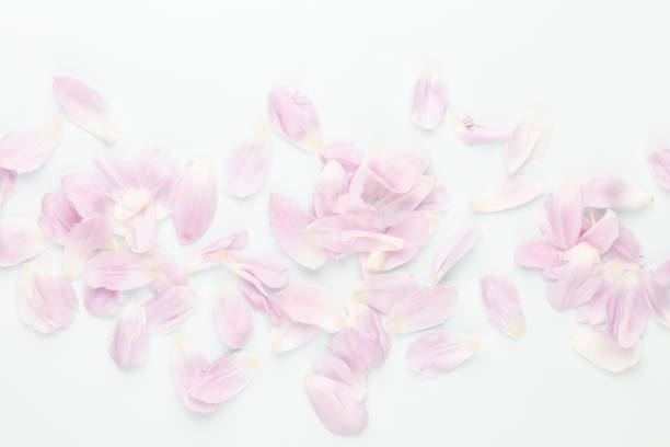 Pink tulip petals on pastel background.