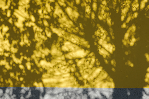 Yellow painted, empty and blank wall with shadows through leaves, \nspace for text,