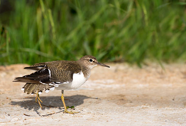 Common sandpiper in a stretched wing pose stock photo