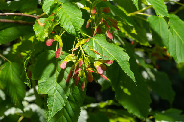 zbliżenie czerwonawo-różowych dojrzewających owoców acer tataricum subsp. ginnala tatar maple lub tatarian maple - maple tree tree autumn red zdjęcia i obrazy z banku zdjęć