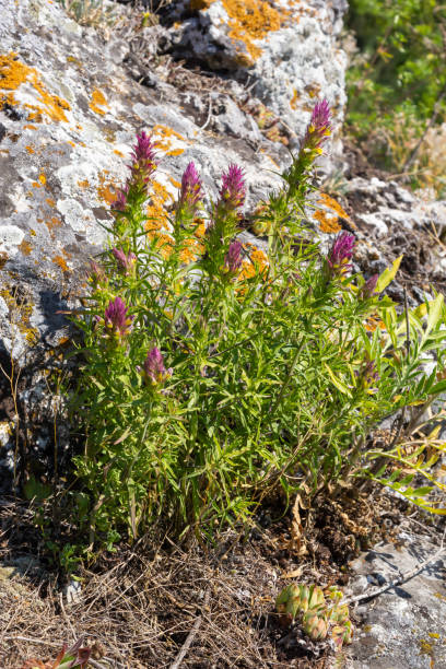 Melampyrum arvense, commonly known as field cow-wheat, is an herbaceous flowering plant of the genus Melampyrum in the family Orobanchaceae Melampyrum arvense, commonly known as field cow-wheat, is an herbaceous flowering plant of the genus Melampyrum in the family Orobanchaceae. sponger stock pictures, royalty-free photos & images