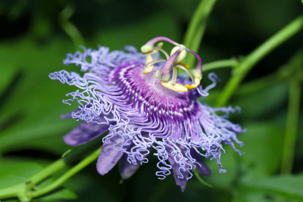 Exotic purple Passion Flower head close up macro photograph. stock photo