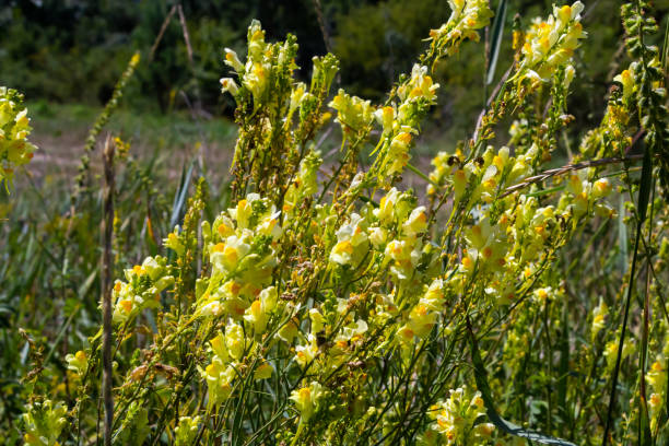 istock Linaria vulgaris, names are common toadflax, yellow toadflax, or butter-and-eggs, blooming in the summer 1422977041