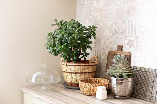 Money tree and succulent in pots on kitchen table. Space for text. Green houseplant in wiske straw basket. Kitchen utensils, dishes and cozy decor on a wooden countertop. Stylish kitchen interior.