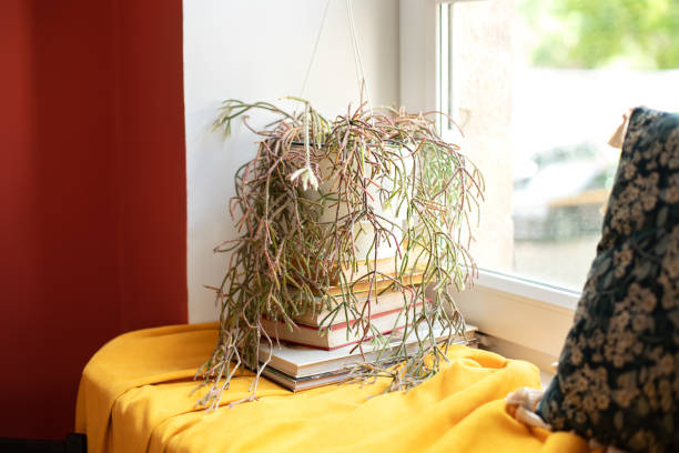 Green home plant in pot on a windowsill in room. Cozy decor of the room. The concept of home gardening. Houseplant potted on stack of books at house. Scandinavian. place for text planta casera verde en maceta en el alféizar de una ventana en la habitación. decoración acogedora de la habitación. el concepto de jardinería doméstica. planta de interior en maceta en pila de libros en la casa. escandinavo. lugar para texto